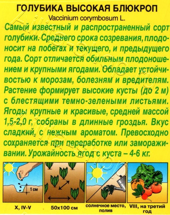 Голубика высокая Блюкроп 0,01г