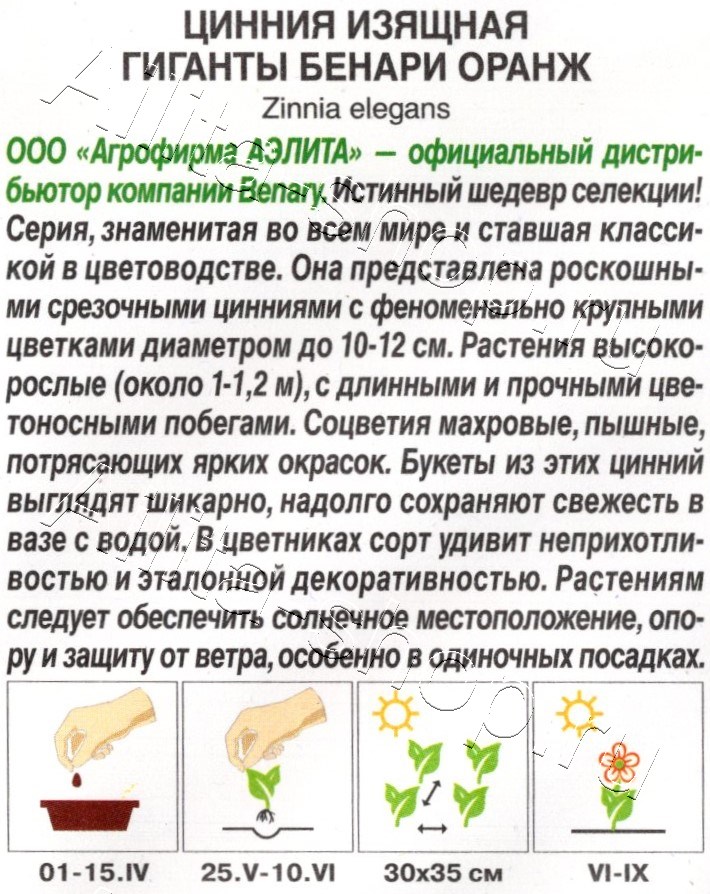 Цинния Гиганты Бенари оранж 7шт