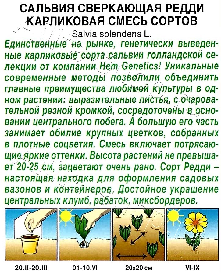 Сальвия Редди карликовая, смесь окрасок 7шт