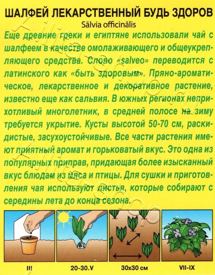 Шалфей лекарственный Будь здоров 0,2г