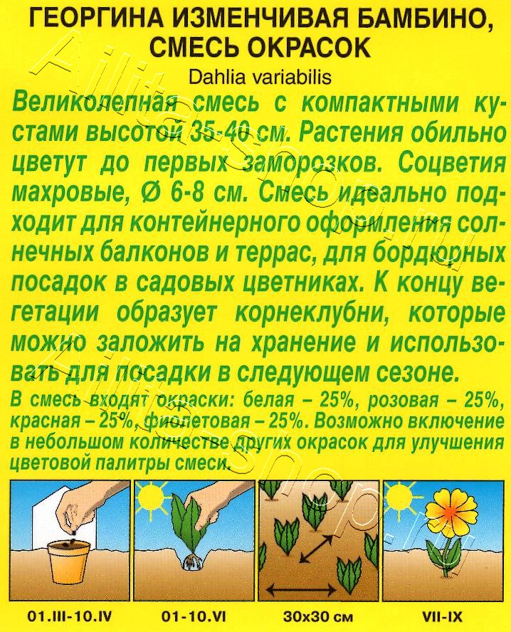 Георгина махровая Бамбино, смесь сортов 7шт
