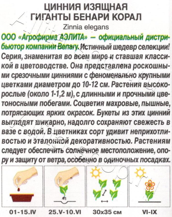 Цинния Гиганты Бенари корал 7шт