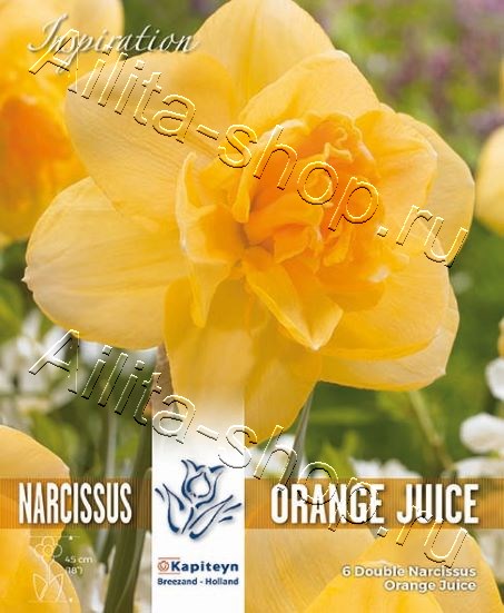 Нарцисс (махровый) Оранж Джус 6шт