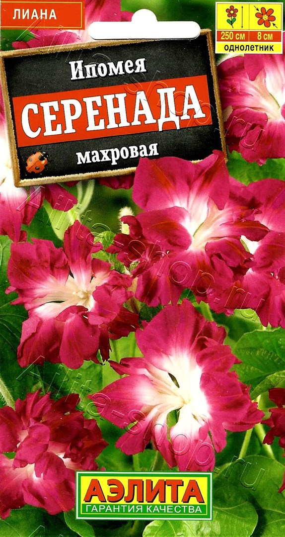 Ипомея Серенада 9шт