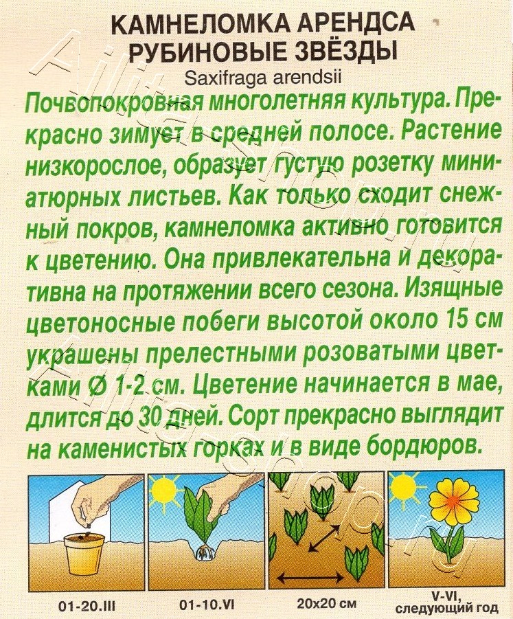 Камнеломка Рубиновые звезды 0,02г