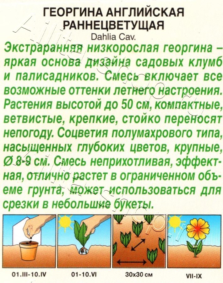 Георгина Английская раннецветущая, смесь сортов 0,3г