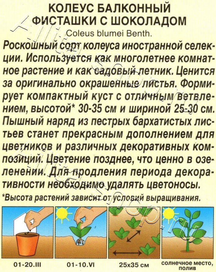 Колеус балконный Фисташки с шоколадом 5шт