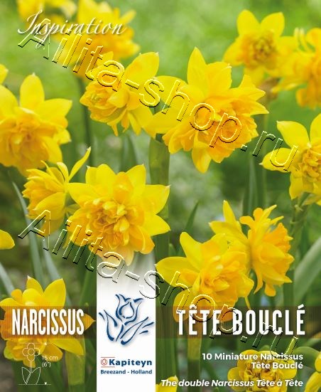 Нарцисс (видовый) Тет Бакл  10шт