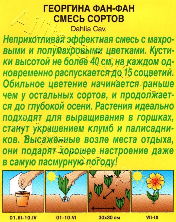 Георгина Фан-фан, смесь сортов 7шт