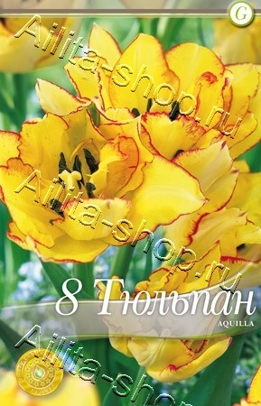 Тюльпан (многоцветковый) Аквилла 8шт