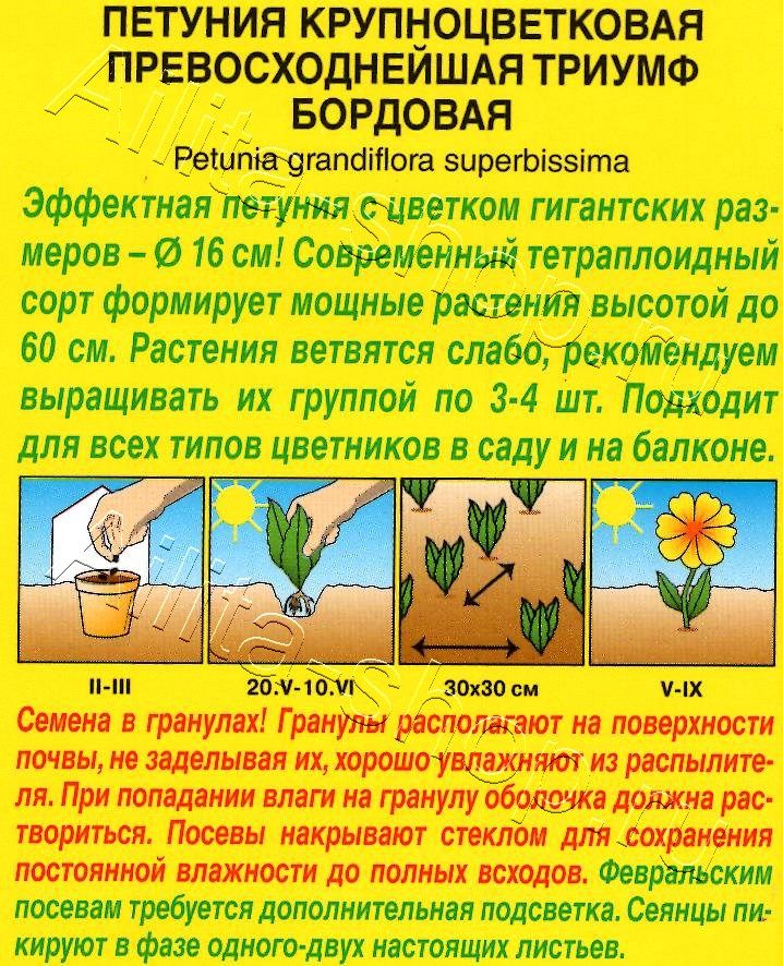 Петуния Триумф бордовая крупноцветковая 10шт