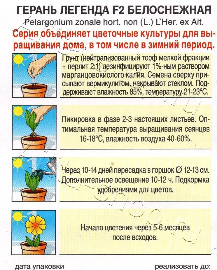 Герань Легенда F2 белоснежная 5шт