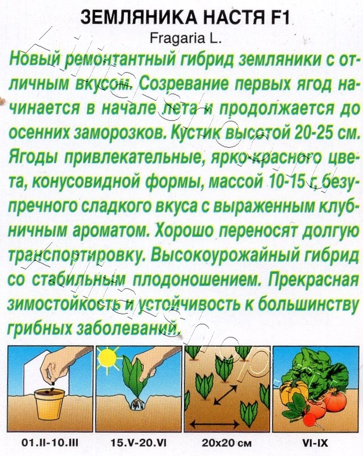 Земляника Настя F1 10шт