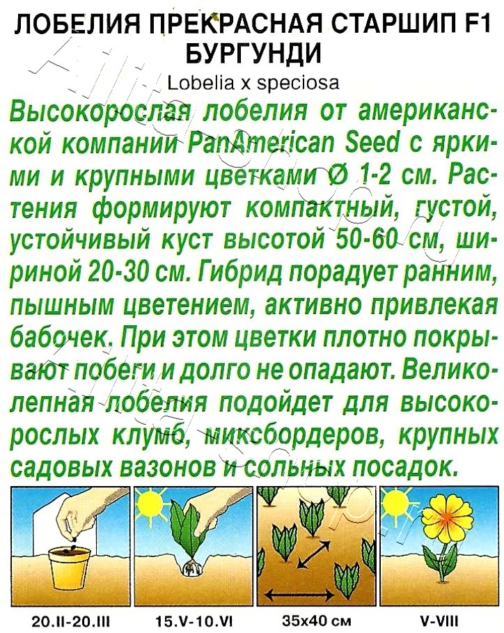 Лобелия Старшип F1 бургунди 5шт