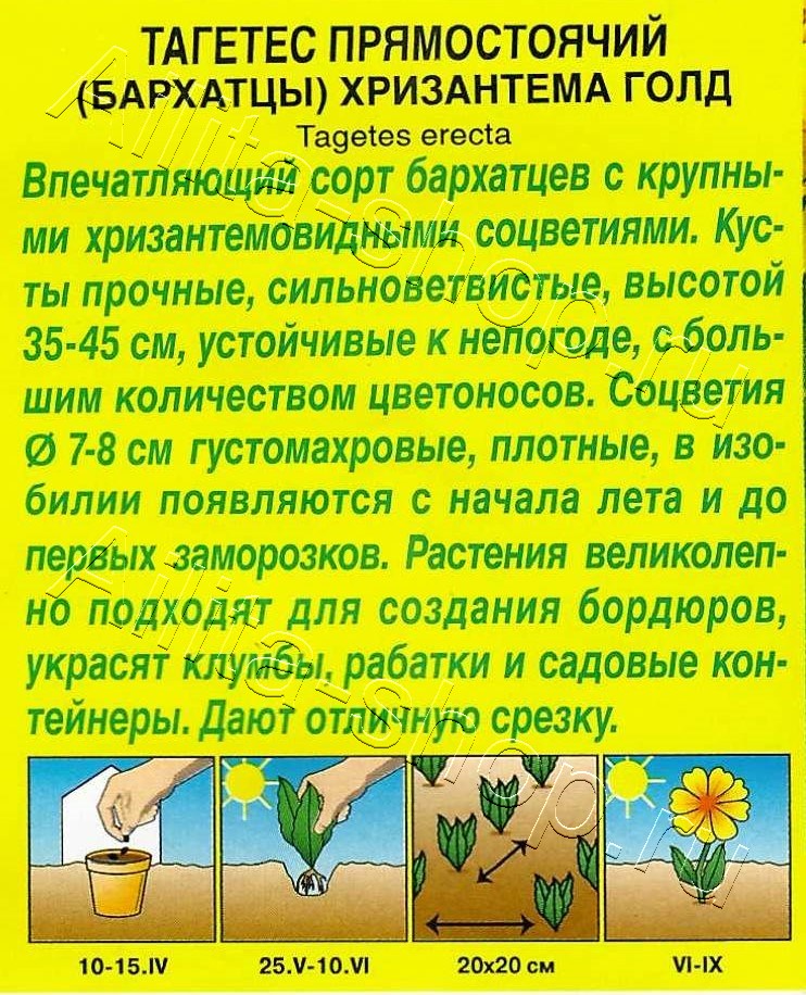 Бархатцы Хризантема голд прямостоячие 0,1г