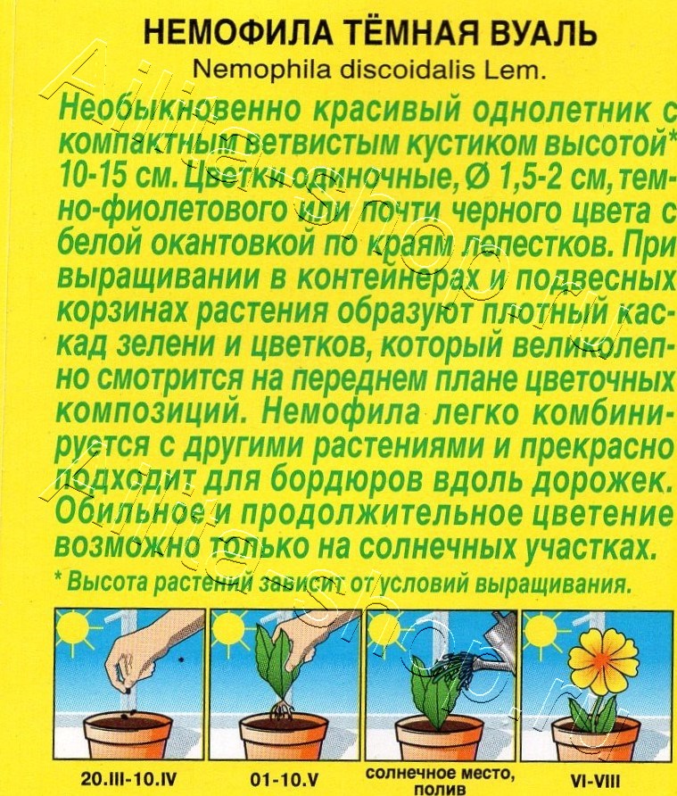 Немофила Темная вуаль 0,1г