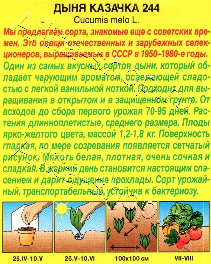 Дыня Казачка 244 1г