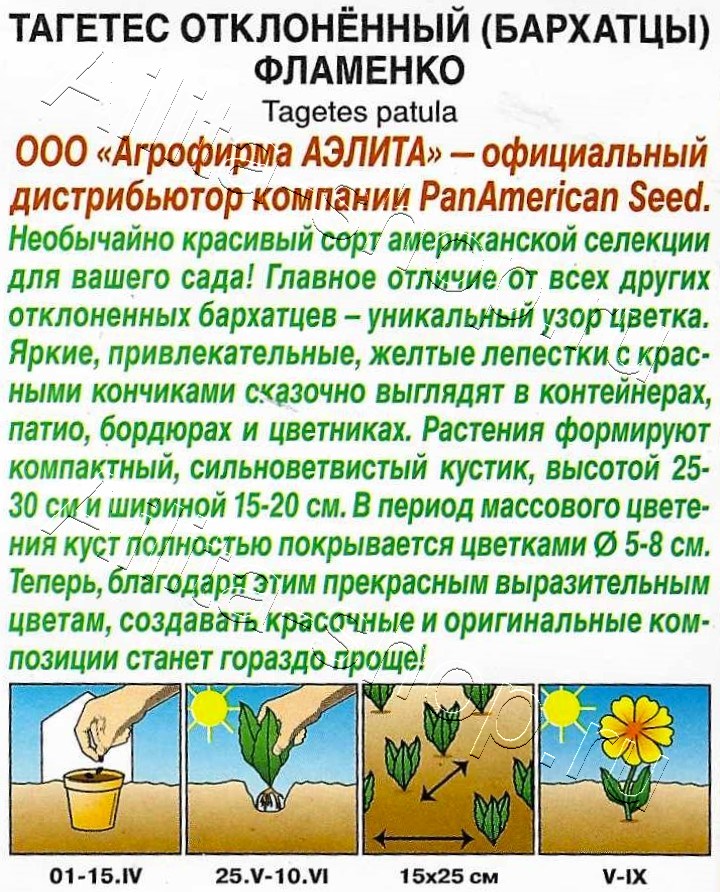 Бархатцы Фламенко отклоненные 7шт