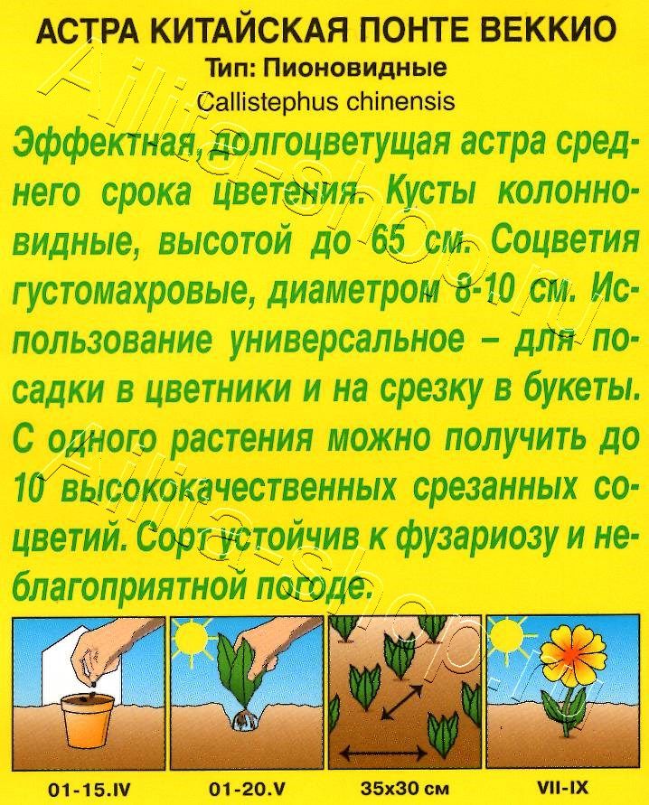 Астра Понте Веккио пионовидная 0,2г