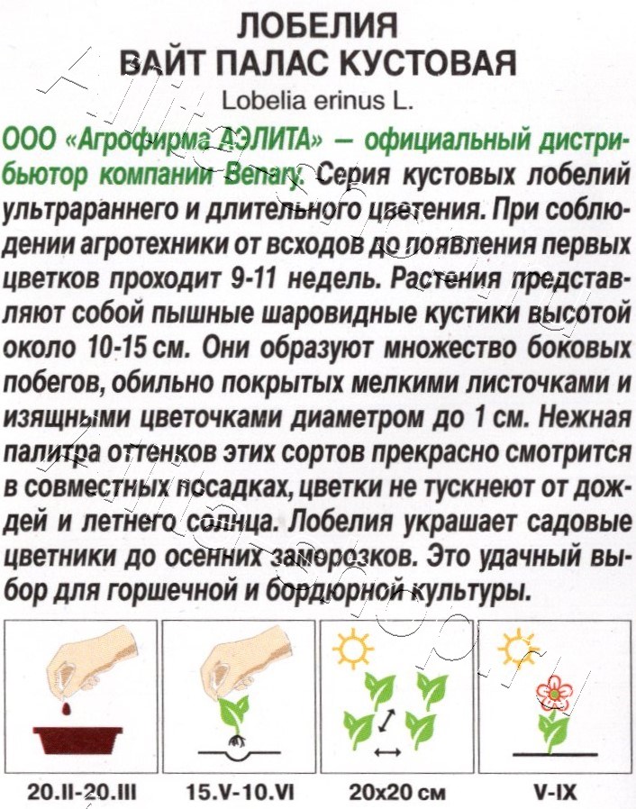 Лобелия Вайт палас кустовая 5шт