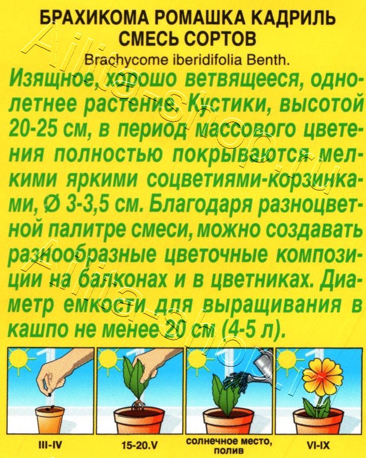 Брахикома Ромашка кадриль, смесь сортов 0,1г