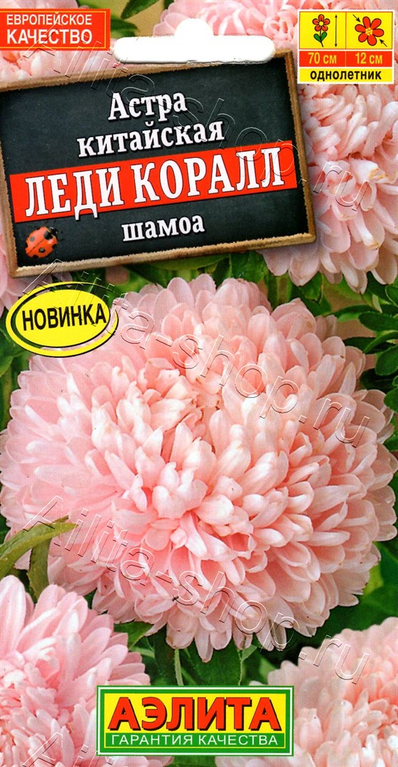 Астра Леди Коралл шамоа 25шт