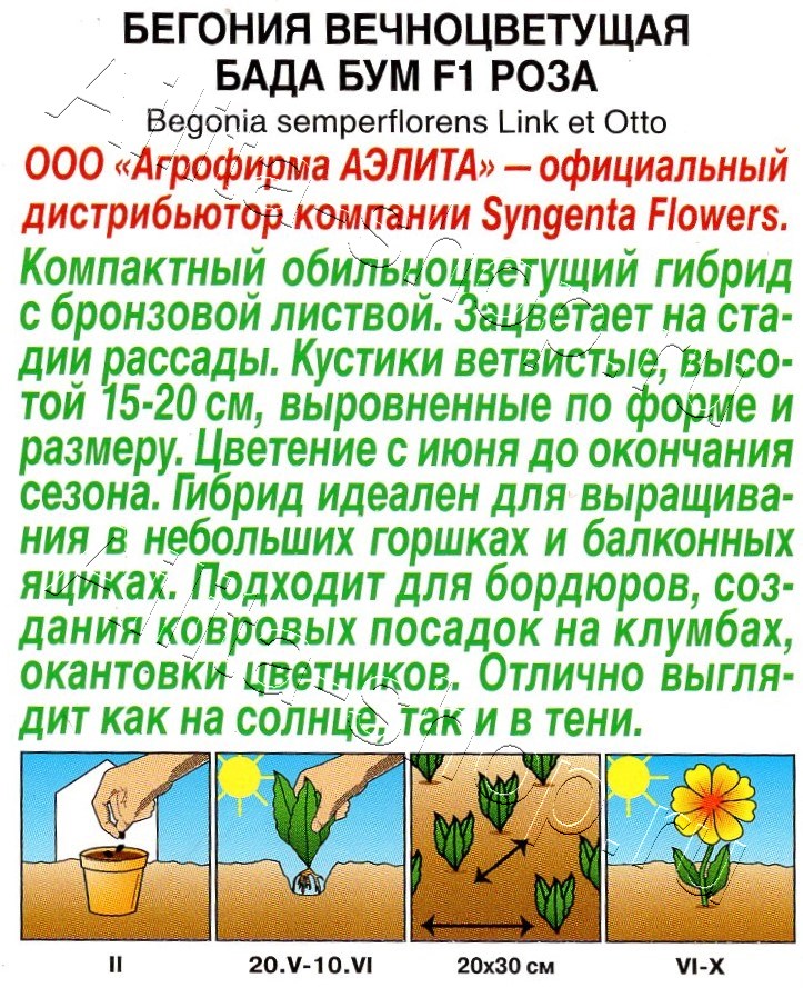 Бегония Бада бум F1 роза 5шт