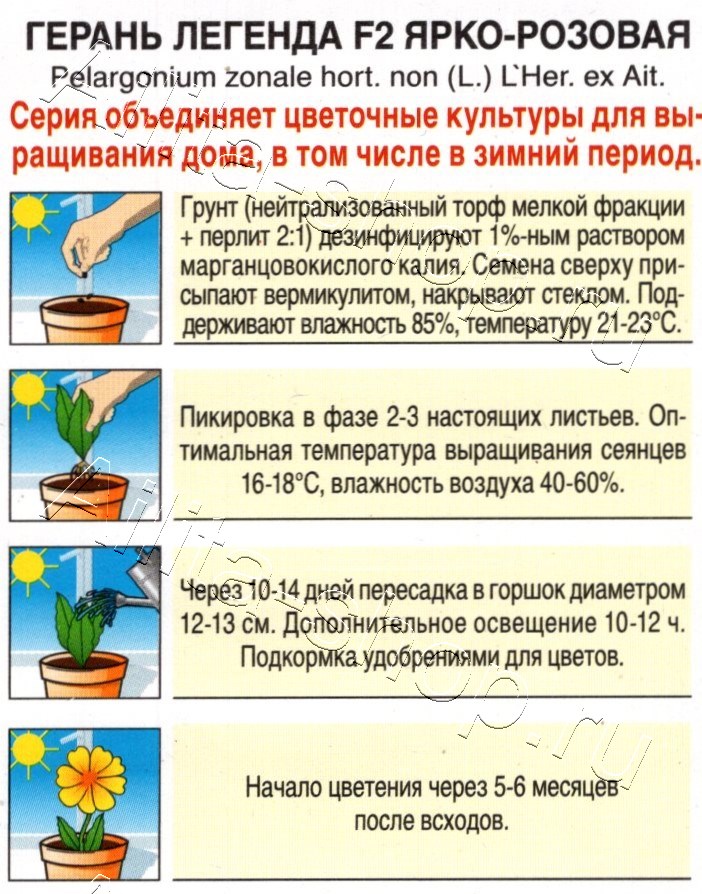 Герань Легенда F2 ярко-розовая 5шт