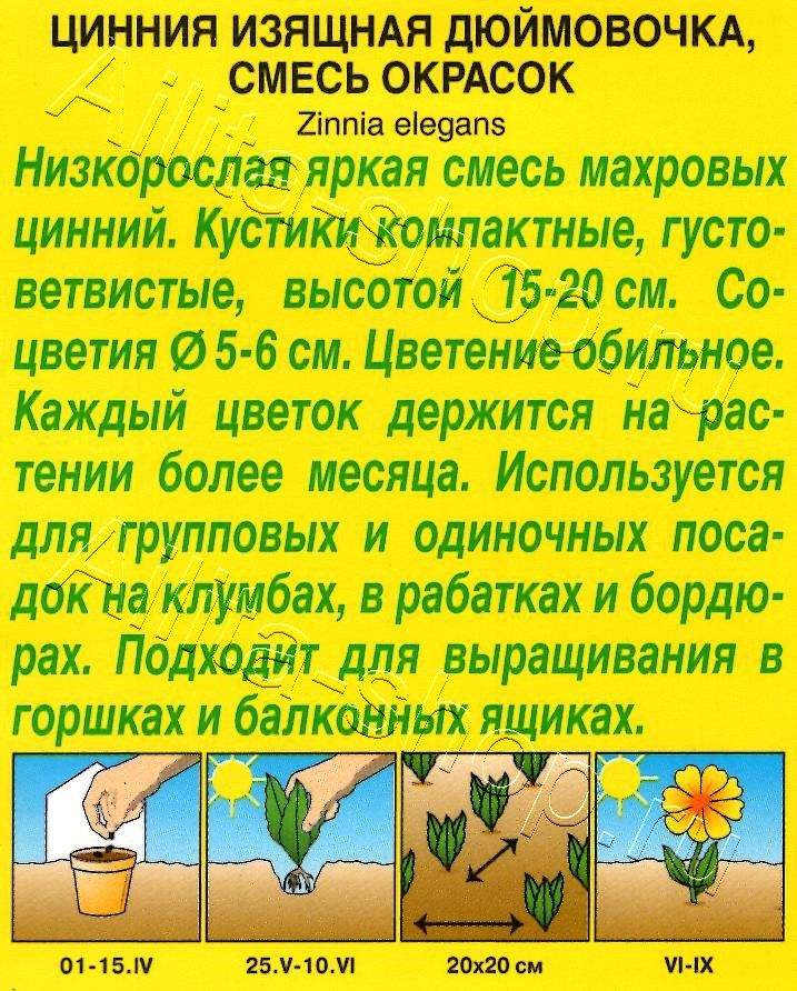 Цинния Дюймовочка, смесь окрасок 0,3г