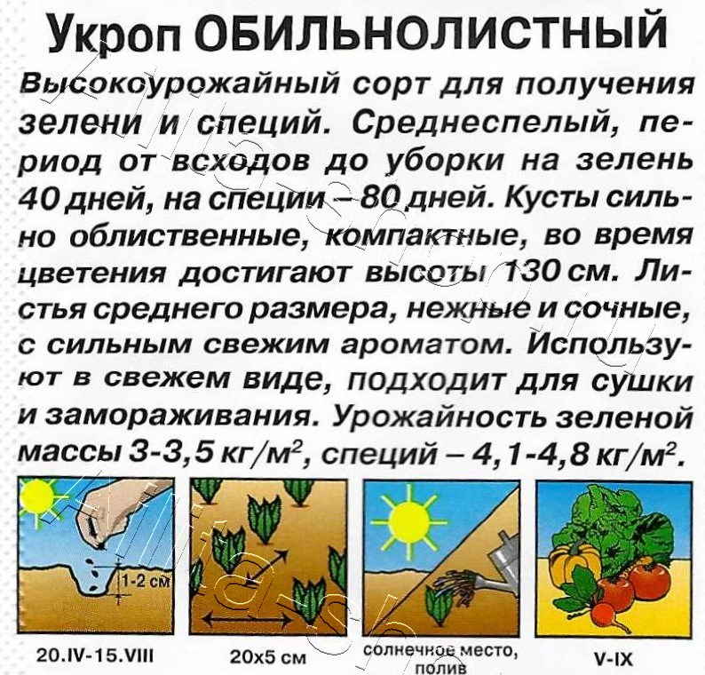 Укроп Обильнолистный 3г