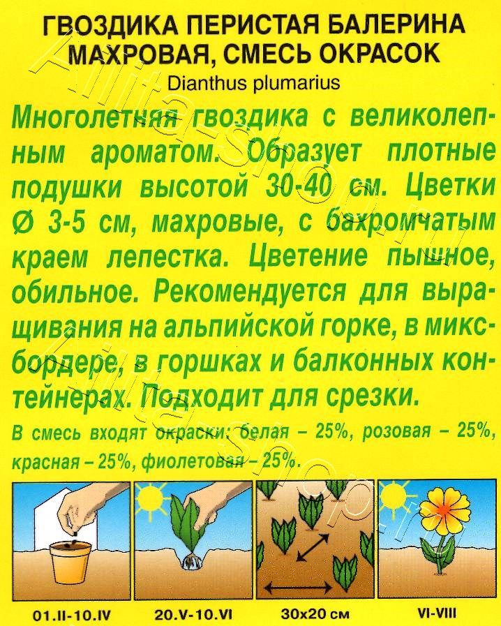 Гвоздика Балерина махровая, смесь окрасок 0,1г