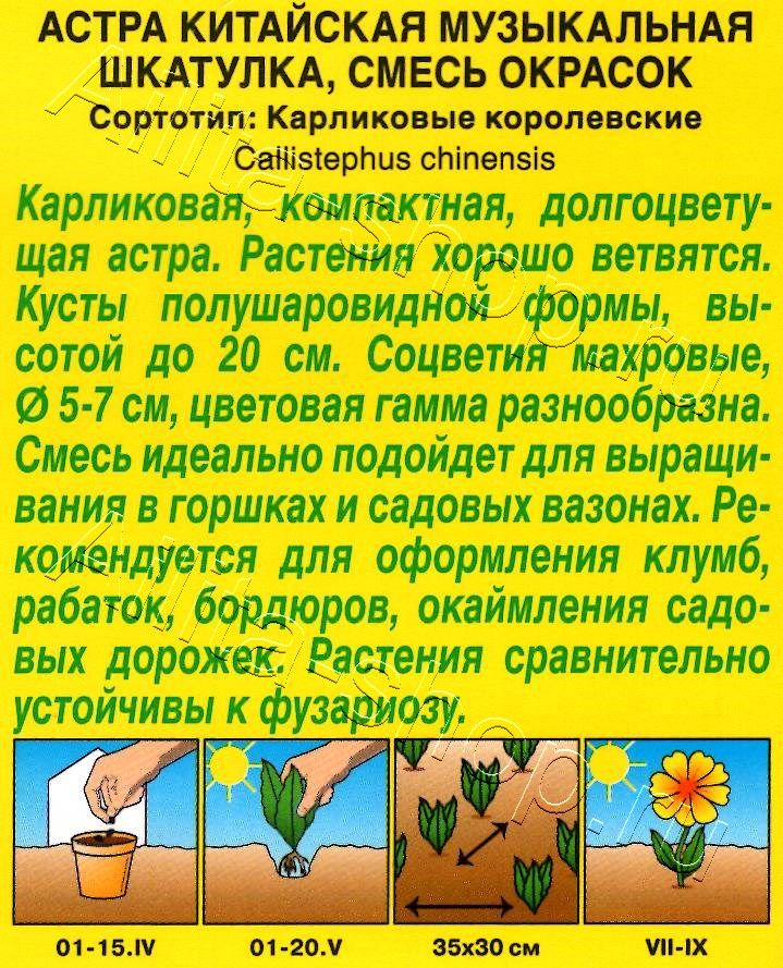 Астра Музыкальная шкатулка, смесь окрасок 0,2г