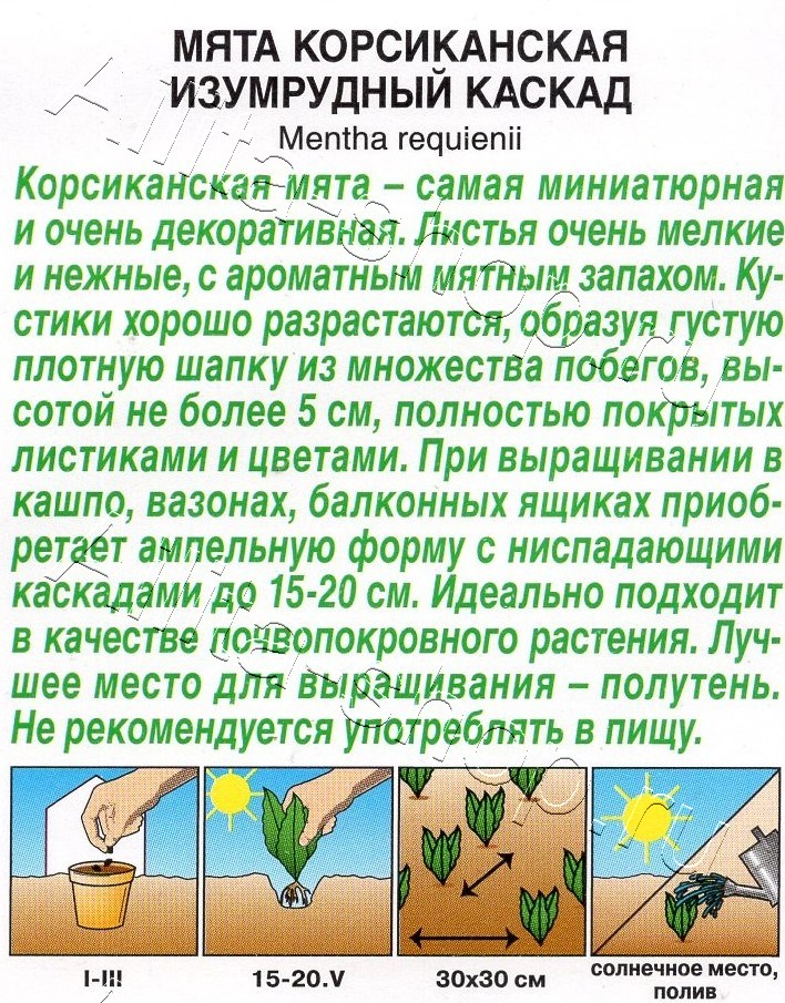 Мята корсиканская Изумрудный каскад 3шт