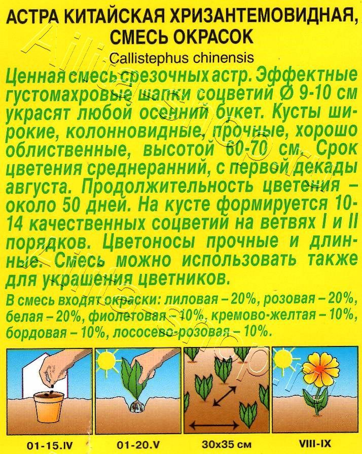 Астра Хризантемовидная, смесь окрасок 0,2г