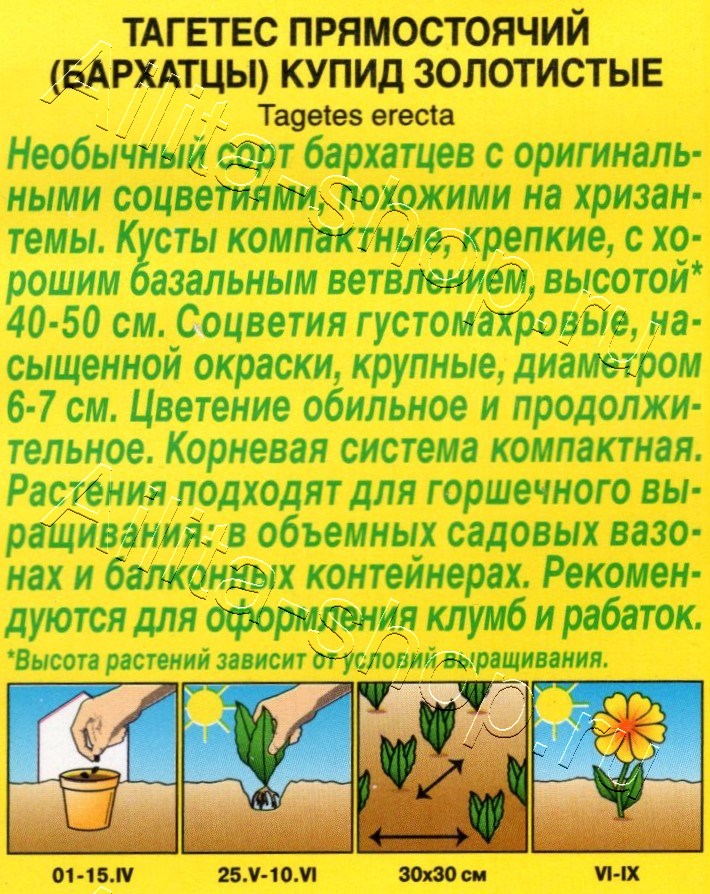 Бархатцы Купид золотистые хризантемовидные 0,1г