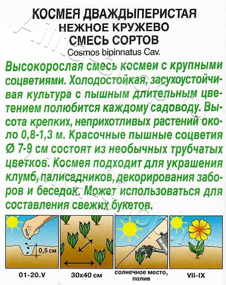 Космея Нежное кружево, смесь сортов 0,3г