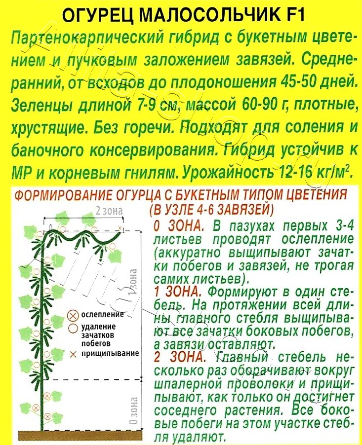 Огурец Малосольчик F1 10шт