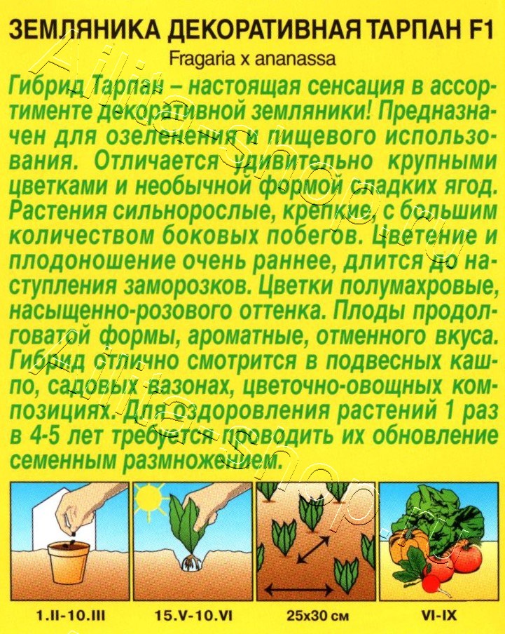 Земляника Тарпан F1 5шт