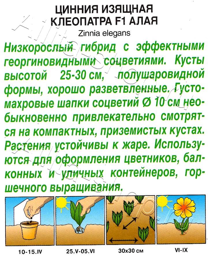 Цинния Клеопатра F1 алая 12шт
