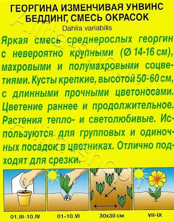 Георгина Унвинс Беддинг, смесь окрасок 0,3г