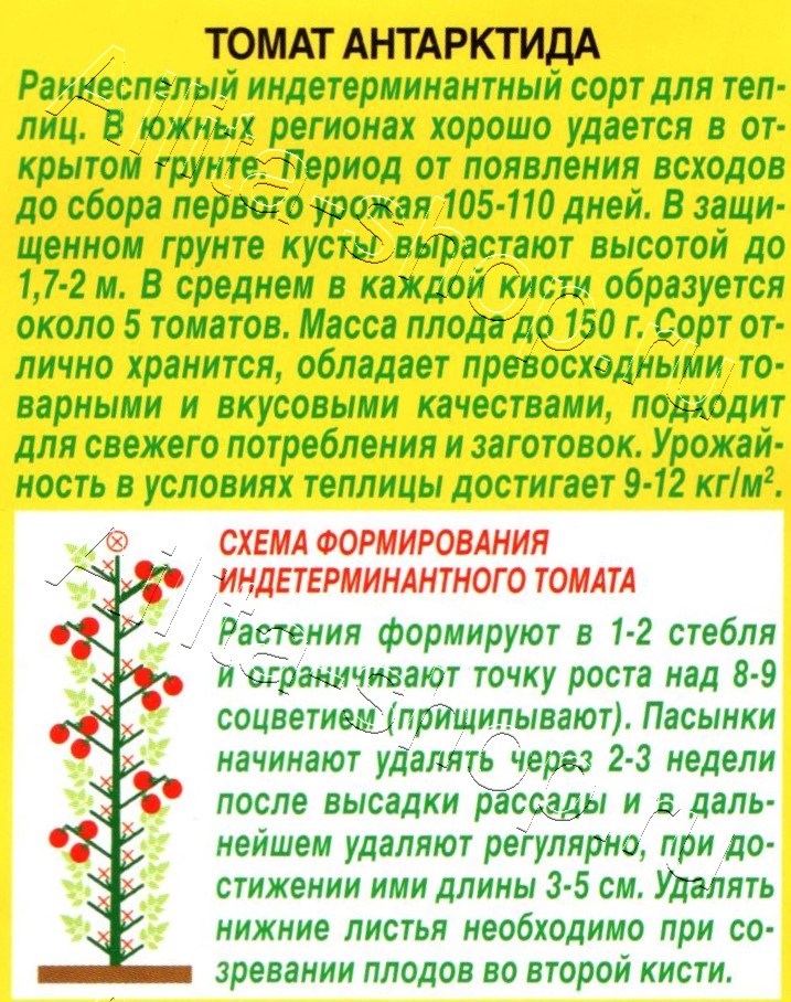 Томат Антарктида 20шт
