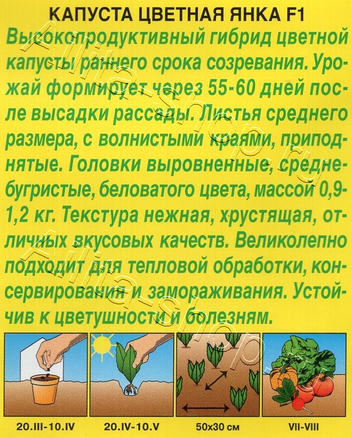 Капуста цветная Янка F1 10шт