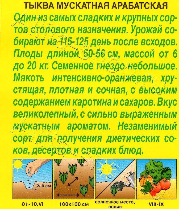 Тыква мускатная Арабатская 1г