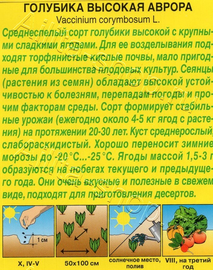 Голубика высокая Аврора 0,01г