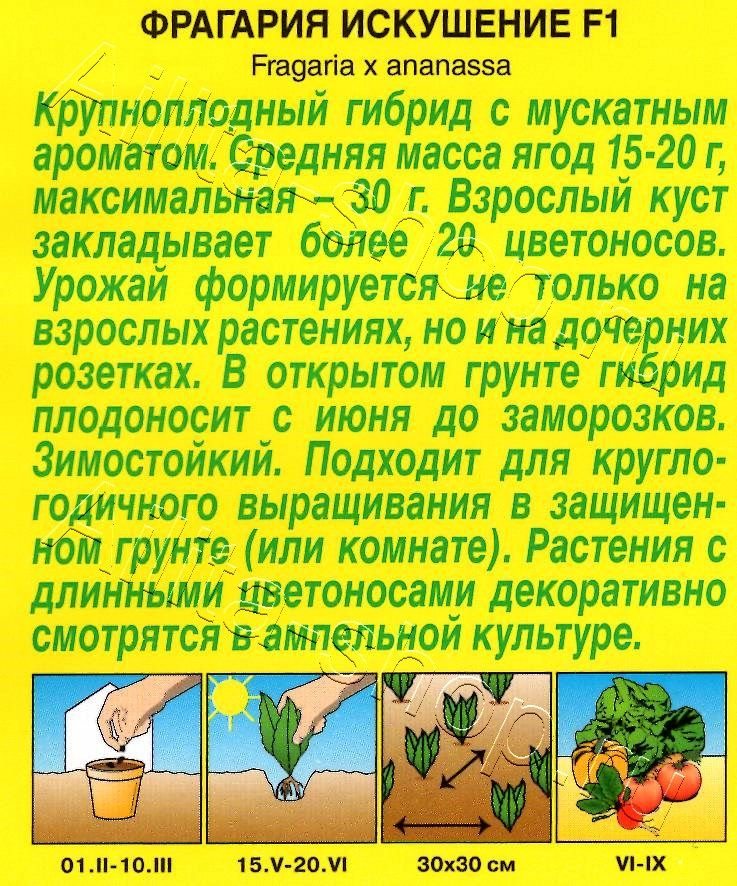 Земляника ремонтантная крупноплодная Искушение F1 10шт