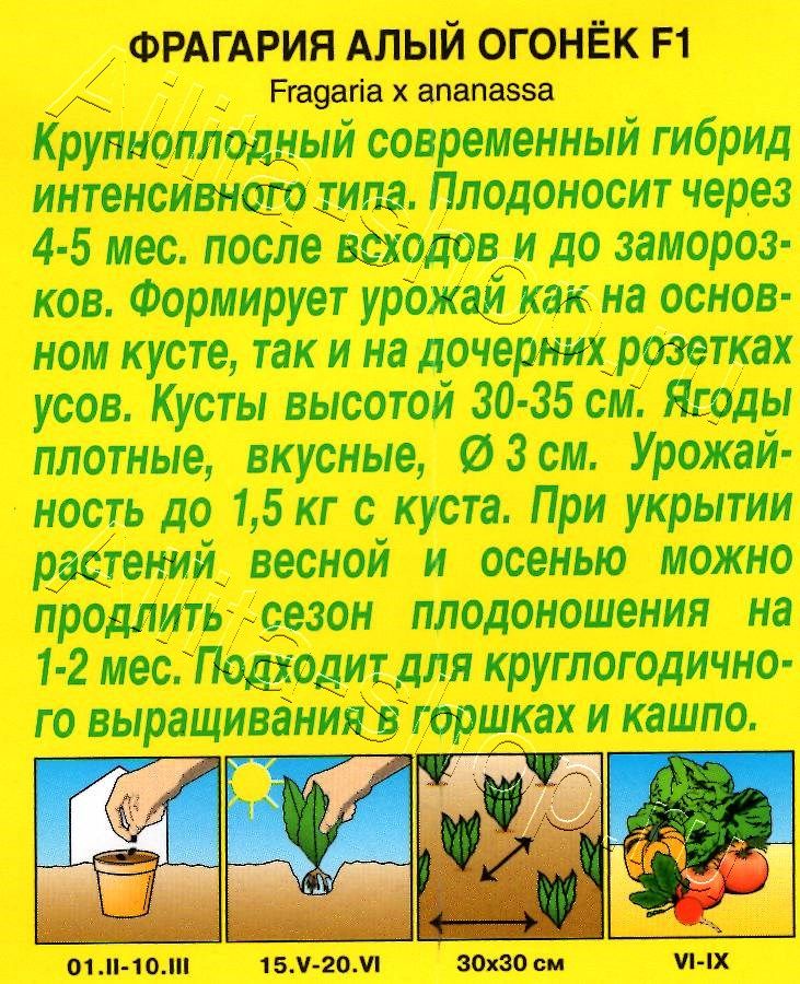 Земляника ремонтантная крупноплодная Алый огонек F1 10шт
