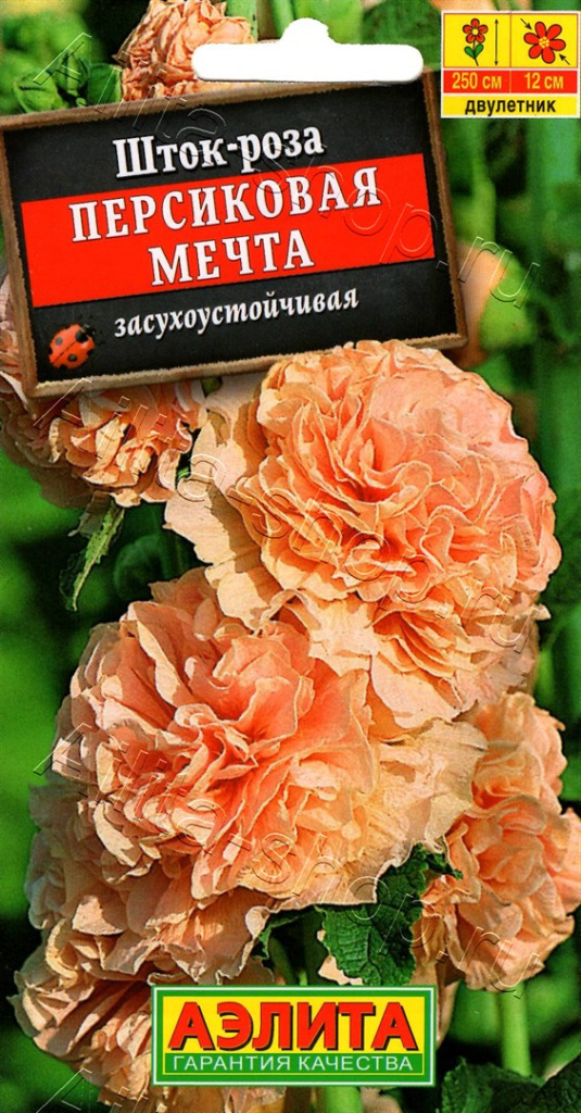 Устойчивые к засухе многолетники