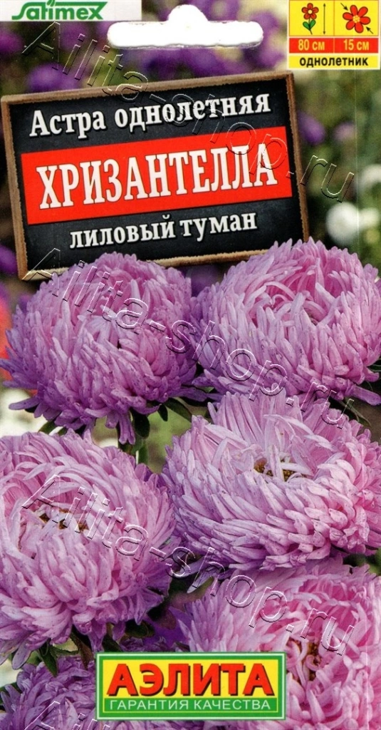 Астра Хризантелла лиловый туман
