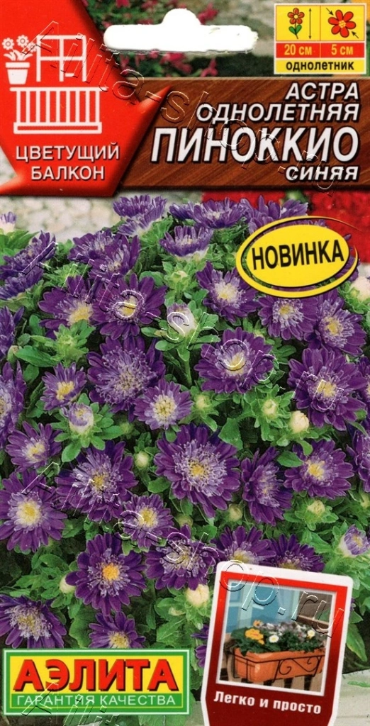 Астра Пиноккио синяя