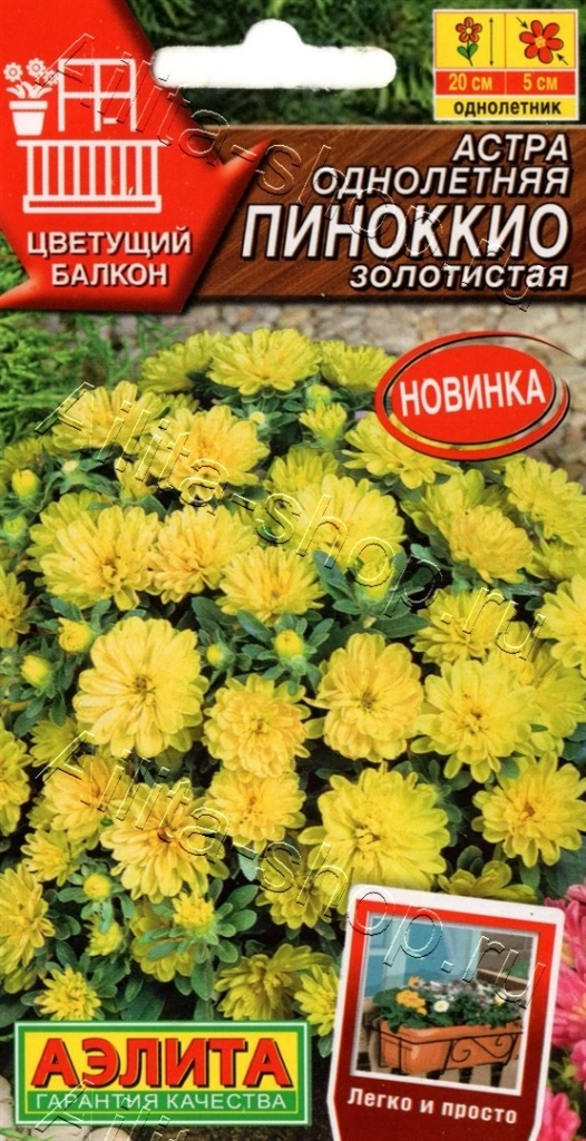 Астра Пиноккио золотистая